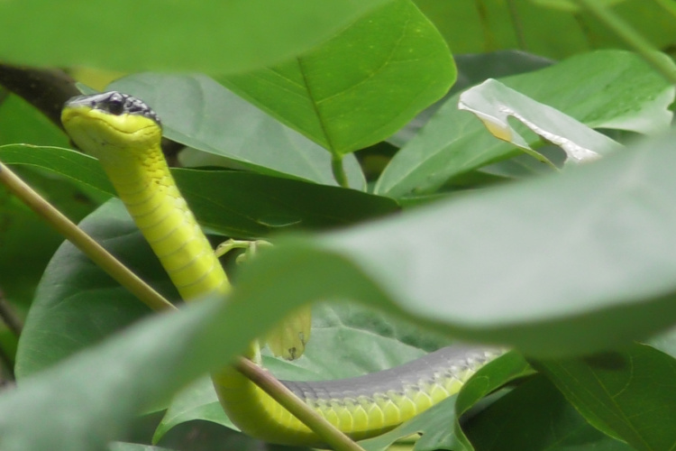 cruises daintree